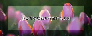 郁金香很矮就开花是什么原因,第1图