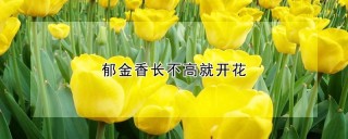 郁金香长不高就开花,第1图