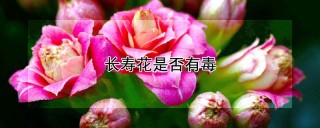 长寿花是否有毒,第1图