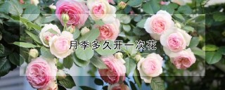 月季多久开一次花,第1图