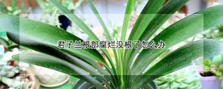 君子兰根部腐烂没根了怎么办,第1图