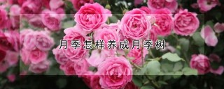 月季怎样养成月季树,第1图